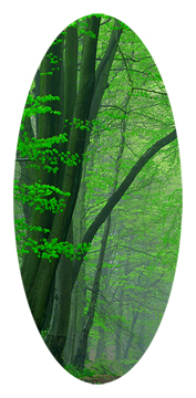 Serenity Forest Path